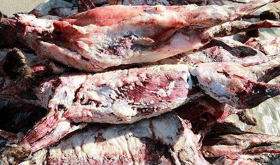 怎样去除貉子肉的骚味