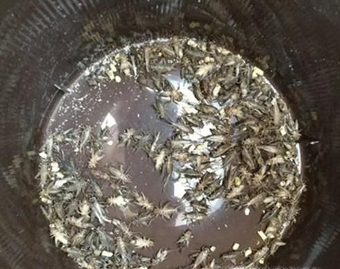 壁虎吃什么食物
