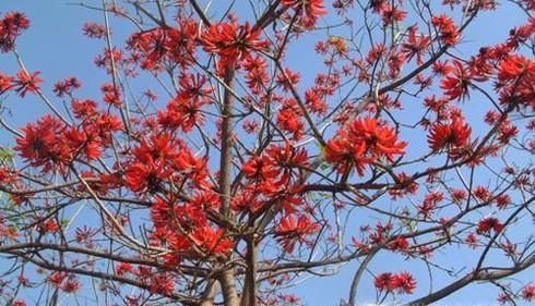 泉州为什么叫鲤城