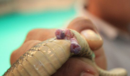 东南亚三宝是什么