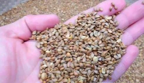 山楂种子怎么发芽