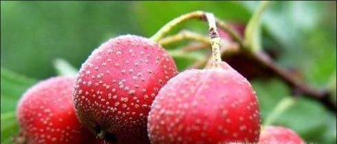 山楂种子怎么发芽