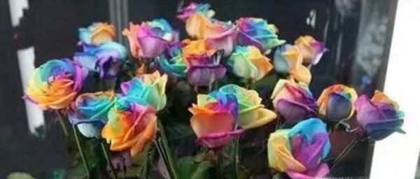 彩色玫瑰花语是什么