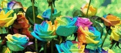 彩色玫瑰花语是什么