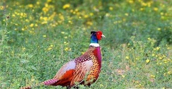 野鸡的营养价值有哪些