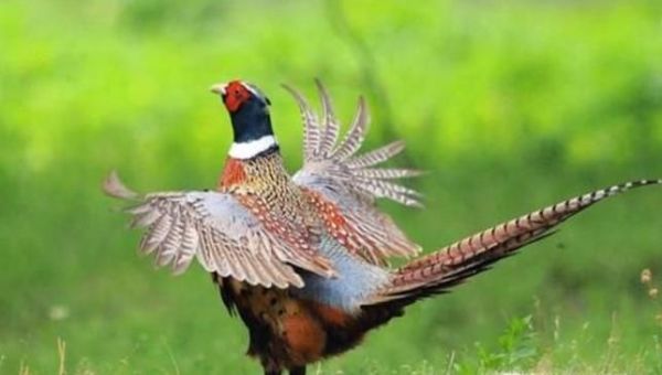 野鸡的营养价值有哪些