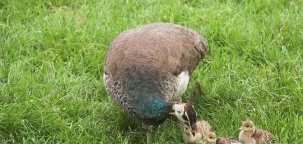 野鸡的营养价值有哪些