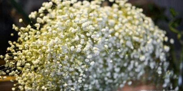 适合做干花的鲜花种类