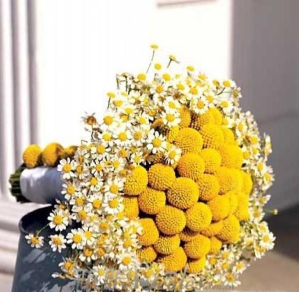 适合做干花的鲜花种类