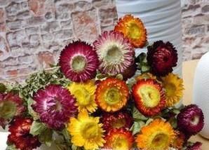 适合做干花的鲜花种类