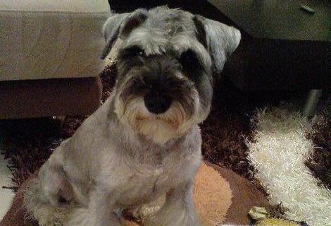 家里狗尿味怎么去除 狗尿过的地方怎么除味