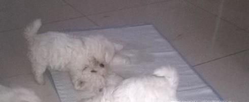 家里狗尿味怎么去除 狗尿过的地方怎么除味