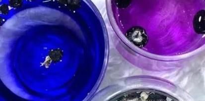 如何辨别黑枸杞是野生还是种植？