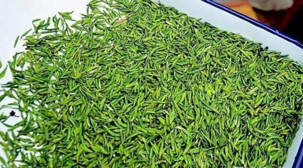 龙井茶有哪些品种? 哪个品种好?