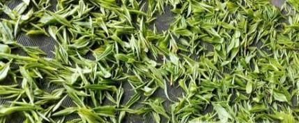 茶叶越新鲜越好吗? 为什么?
