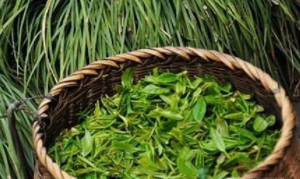 龙井明前新茶和雨前新茶有什么区别? 哪个好?
