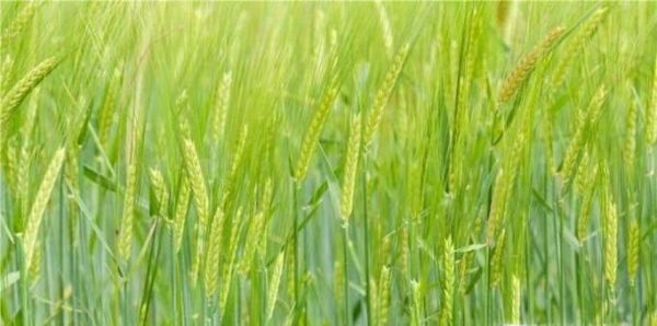 立春后天气还会冷吗