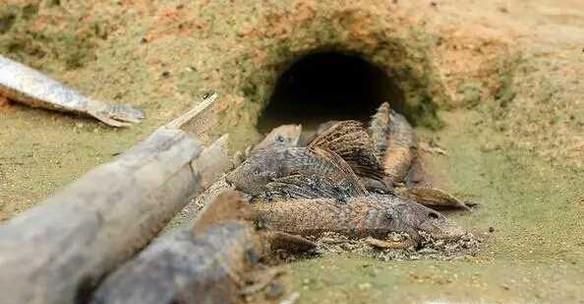 境外生物非法入境将带来哪些危害？