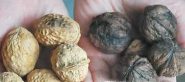 核桃漂白如何鉴别
