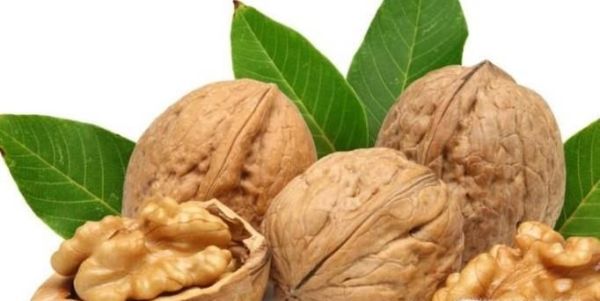 核桃的主要产地是哪里