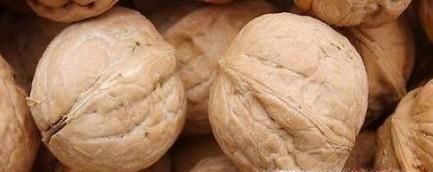 核桃的种类有多少