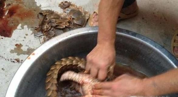 21世纪物种灭绝增速的原因是什么