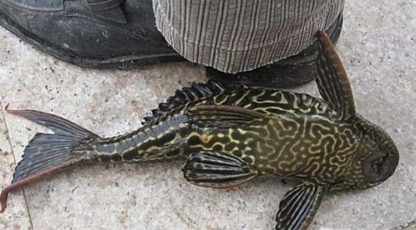 21世纪物种灭绝增速的原因是什么