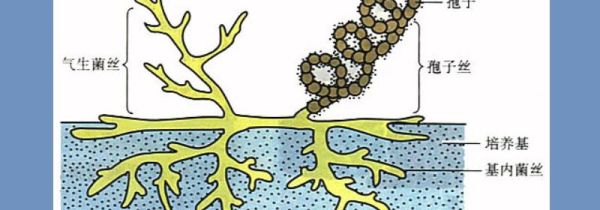 细菌怎么那么难杀死