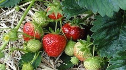 清洗草莓的正确方法有哪些