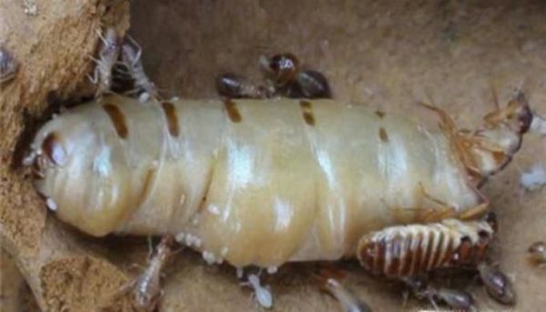 白蚁和蚂蚁是同一种生物吗 有什么区别