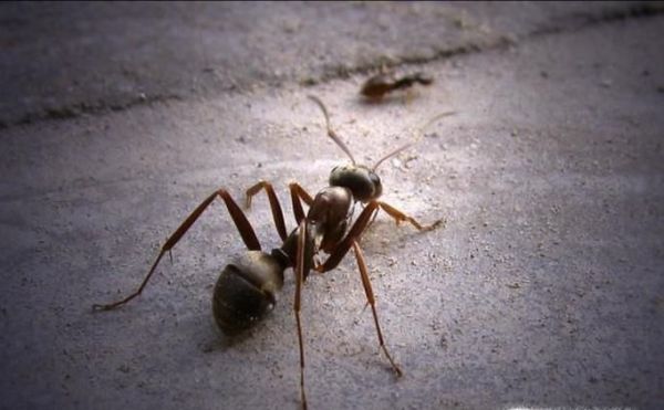 白蚁和蚂蚁是同一种生物吗 有什么区别