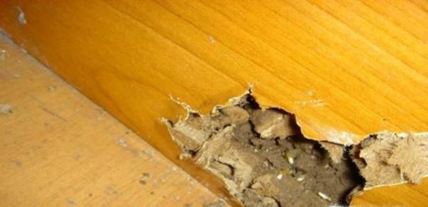 白蚁和蚂蚁是同一种生物吗 有什么区别