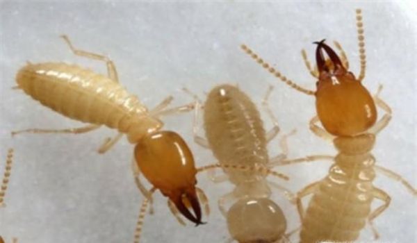 白蚁和蚂蚁是同一种生物吗 有什么区别