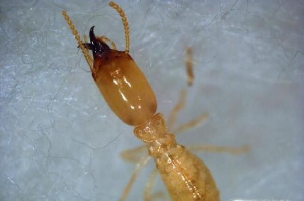 白蚁和蚂蚁是同一种生物吗 有什么区别