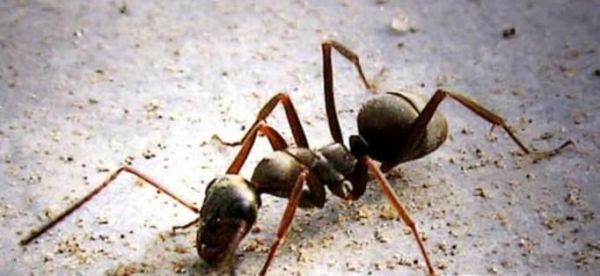 白蚁和蚂蚁是同一种生物吗 有什么区别