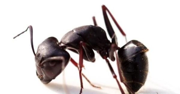 白蚁和蚂蚁是同一种生物吗 有什么区别