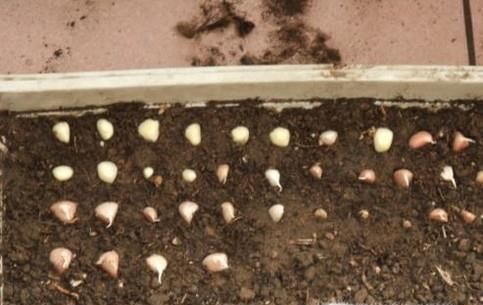 如何做在家种蒜苗