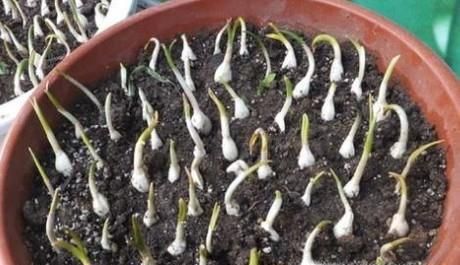 如何做在家种蒜苗