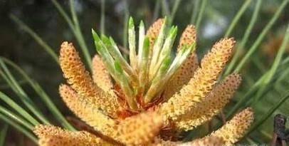 要不要吃松花粉