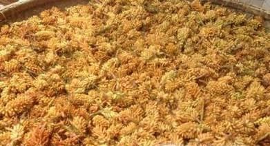 要不要吃松花粉