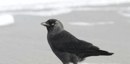 寒鸦有哪些寓意 寒鸦象征了什么
