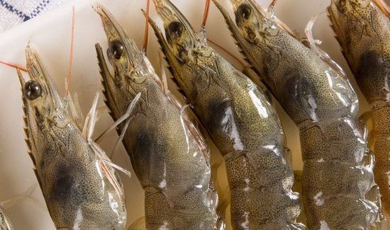 冰虾可以直接吃吗