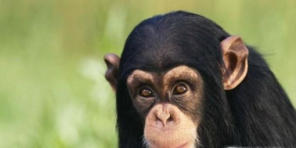 人与哪种动物的基因最接近