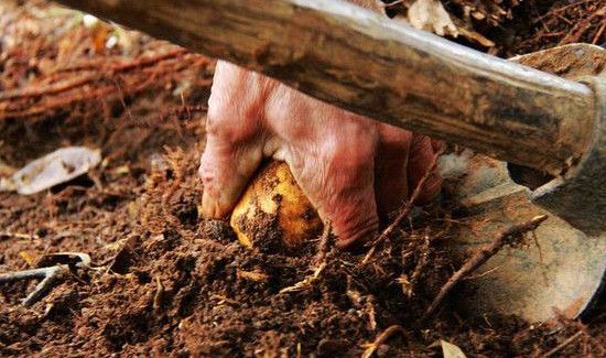 怎样挖冬笋一挖一准