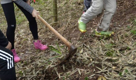 怎样挖冬笋一挖一准