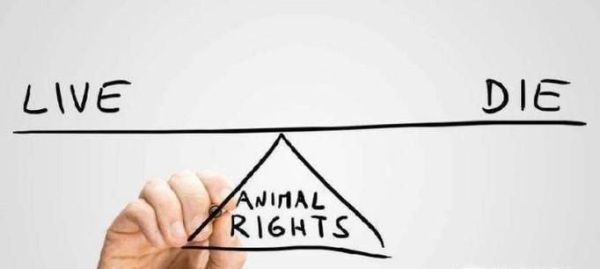 中国为什么不允许安乐死