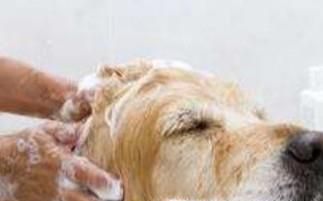 虱子是怎么产生的，怎么去除虱子