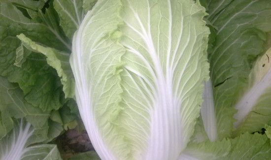 绍菜和大白菜的区别