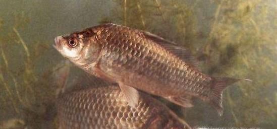 春季怎么钓鲫鱼