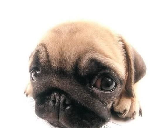 巴哥犬好养吗？养八哥犬的注意事项